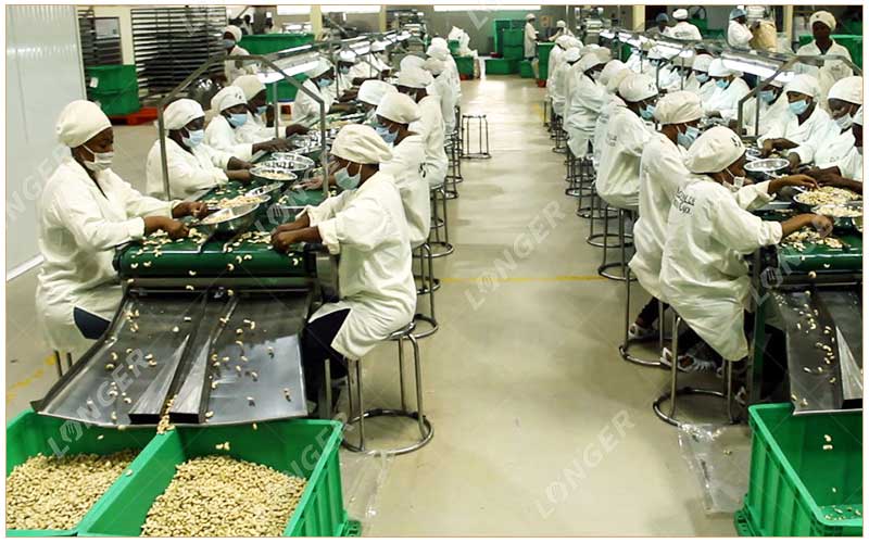 Situation De La Production De Noix De Cajou En Afrique.jpg